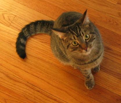 Picture of Castor