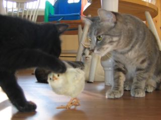 Picture of TigerLily, Jessie, and Suki