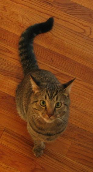 Picture of Pollux